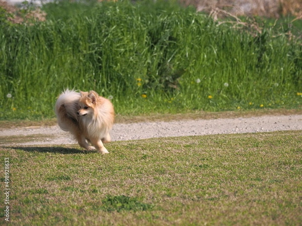 Fototapeta 走るポメラニアン