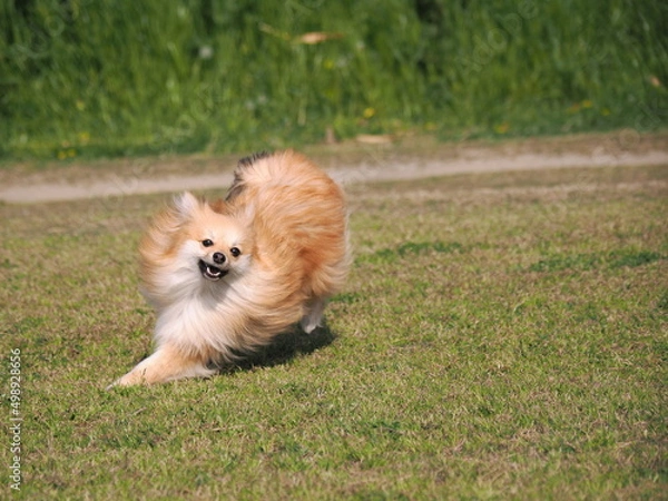 Fototapeta 走るポメラニアン