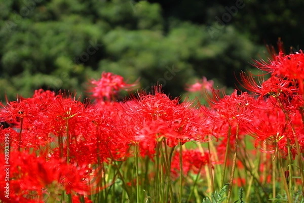 Fototapeta 彼岸花