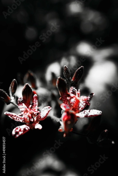 Obraz ホトトギス