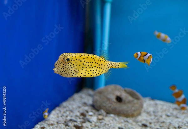 Obraz Yellow box puffer fish with black polka dots
