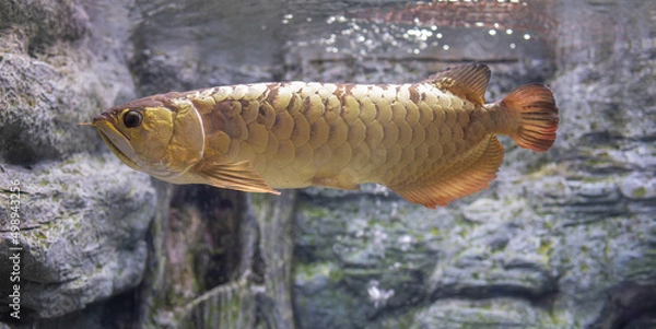 Obraz Asian arowana