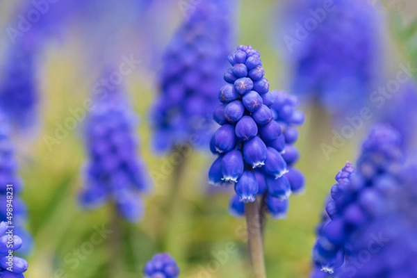 Fototapeta ムスカリ　ブドウヒアシンス