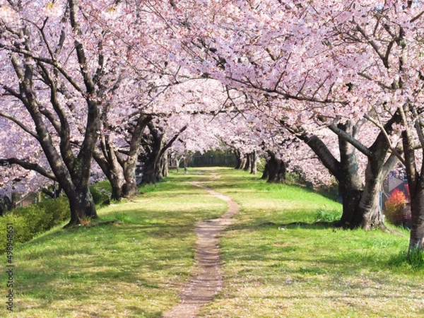 Obraz 桜のトンネル