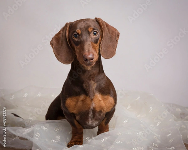Obraz Regal chocolate brown dachshund with large ears sits and poses in the studio on a beige background with direct gaze