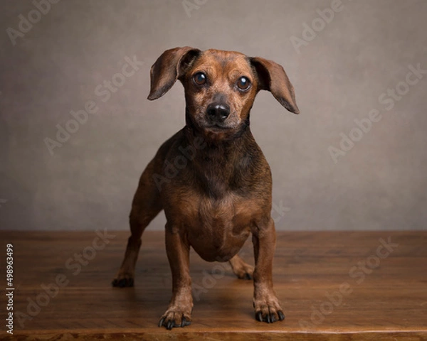 Obraz Grumpy little dachshund stands on a rustic wood table in the studio and looks at the camera