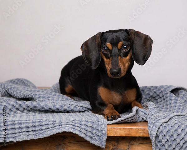Obraz Black and tan dachshund  sits and poses in the studio on a denim blue textured blanket with room for text