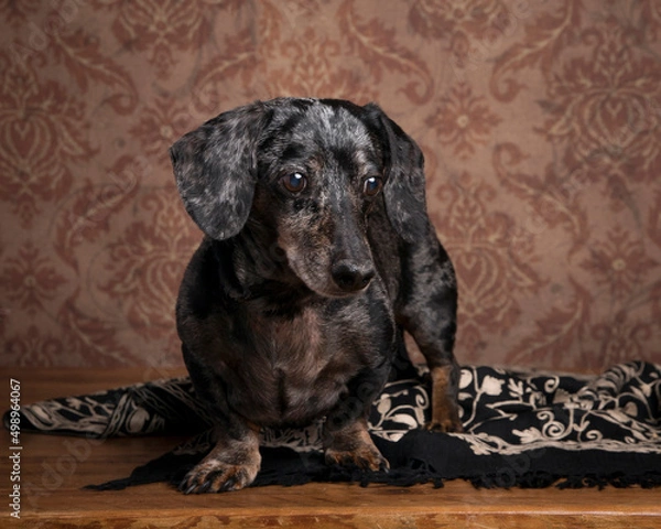 Obraz A beautiful dappled dachshund stands on a black and ivory brocade shawl in this studio portrait against a vintage brown wallpaper