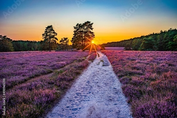 Fototapeta Heidschnuckenweg durch die Misselhorner Heide