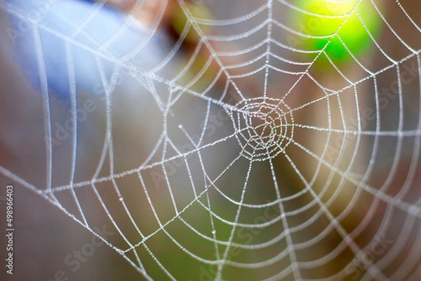 Obraz spider web with dew drops