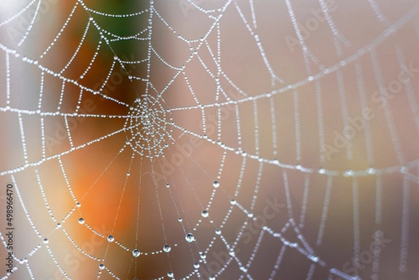 Obraz spider web with dew drops
