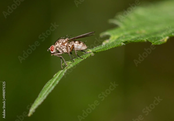 Fototapeta Fliege auf einem Blatt