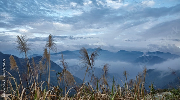 Fototapeta Big cereal herbs on background cloudy sky and mountain n Alishan mountain in Taiwan