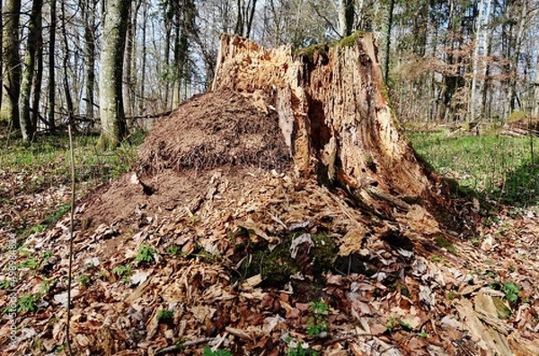 Obraz Baumruine im Wald