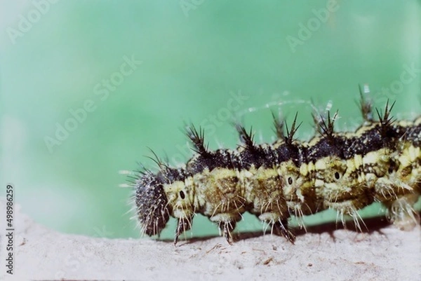 Obraz caterpillar on a leaf