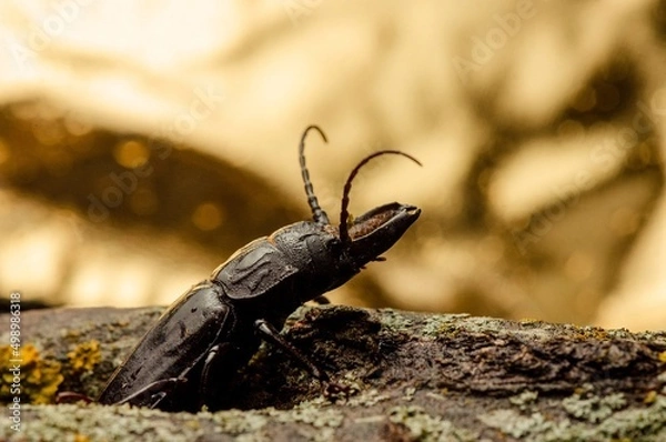 Obraz stag beetle on the ground