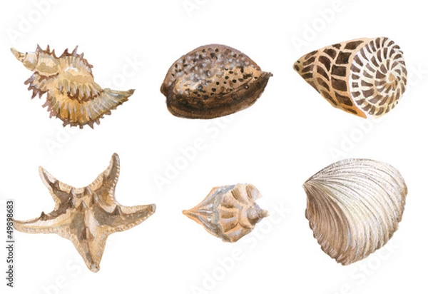Obraz Seas shells watercolor