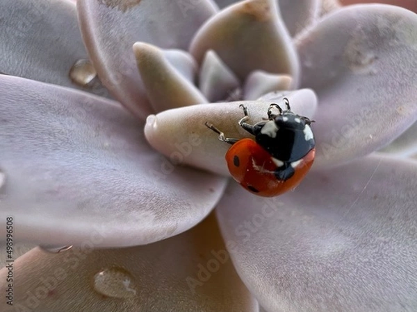 Obraz ladybug upside down on succulent plant closeup
