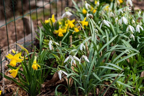 Obraz spring flowers in the garden