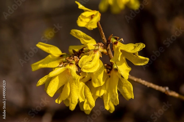 Obraz Forsythia