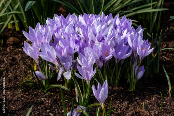 Obraz purple crocus flowers