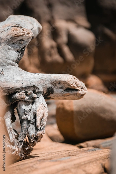 Obraz Drift wood on the beach