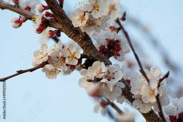 Fototapeta Blooming apricot in the garden. Spring flowering trees. Pollination of apricot flowers