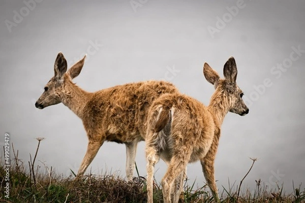 Obraz deer in the meadow