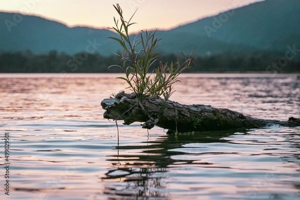 Obraz lake in the forest