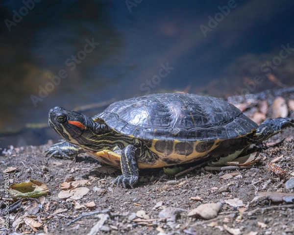 Fototapeta Red-eared slider turtle (Trachemys scripta elegans) basks on the banks of a pond in Franklin Canyon in Beverly Hills, CA.