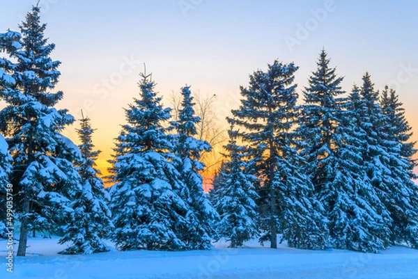 Obraz Beautiful calm evening winter forest.