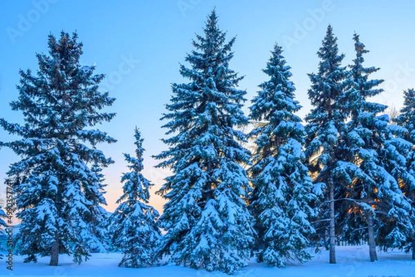 Obraz Beautiful calm evening winter forest.
