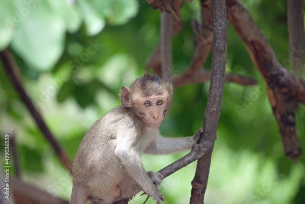 Fototapeta 可愛いサル