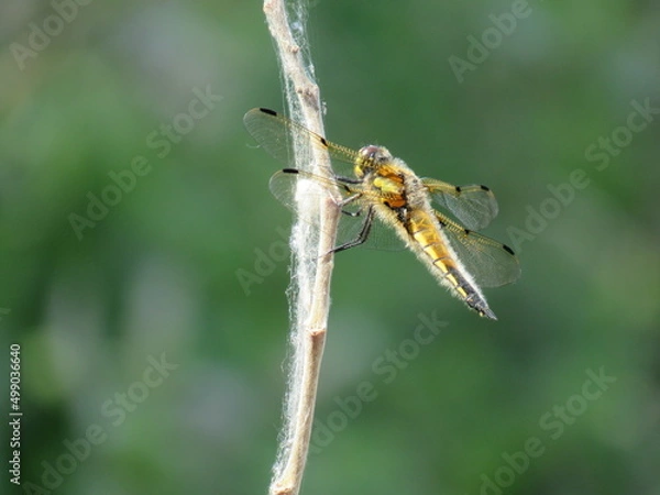 Fototapeta dragonfly on a branch