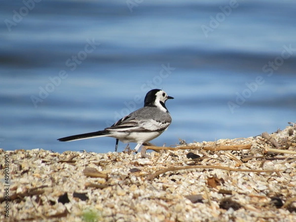 Obraz seagull on the beach