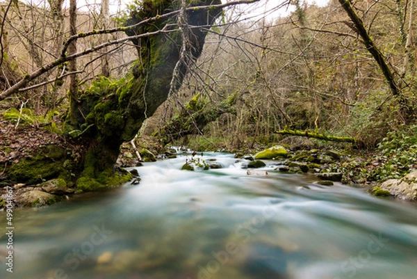 Obraz Río en bosque cerrado.