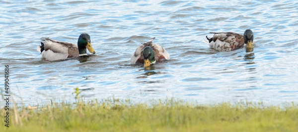 Fototapeta Anade Real