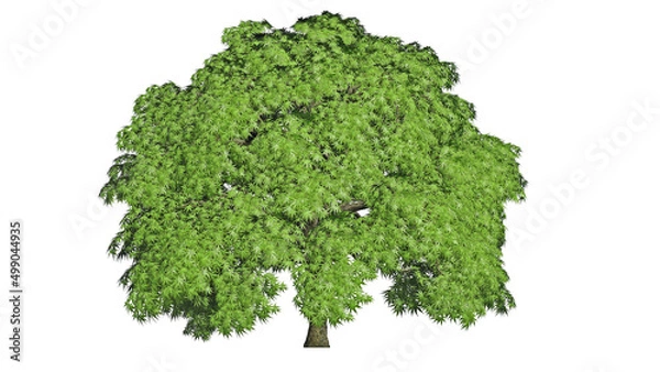 Obraz High Quality 3D Green Trees Isolated on white background , Use for visualization in architectural design