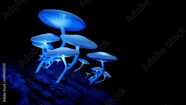 Obraz bioluminescent mushrooms