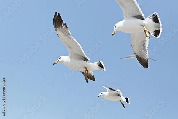 Fototapeta 한국에사는바다갈매기입니다