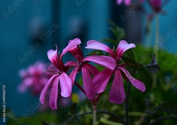 Obraz pétalos caídos 