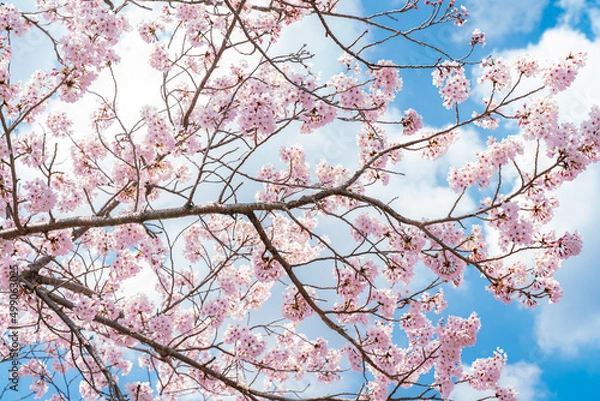 Fototapeta 벚꽃, 봄, 사쿠라, 벚나무