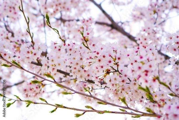 Obraz 벚꽃, 봄, 사쿠라, 벚나무