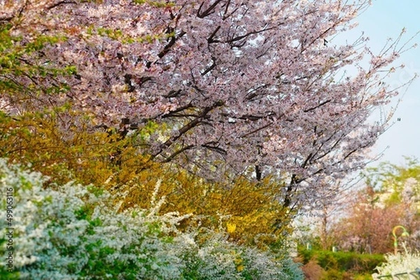 Obraz 벚꽃, 봄, 사쿠라, 벚나무