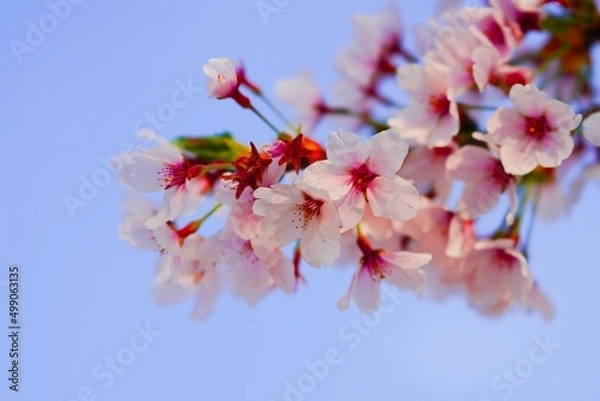 Obraz 벚꽃, 봄, 사쿠라, 벚나무