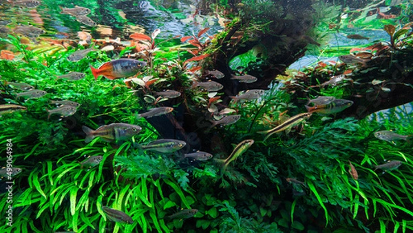 Fototapeta 열대어 풍경