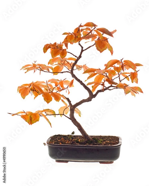 Obraz Beech Bonsai w jesiennych kolorach
