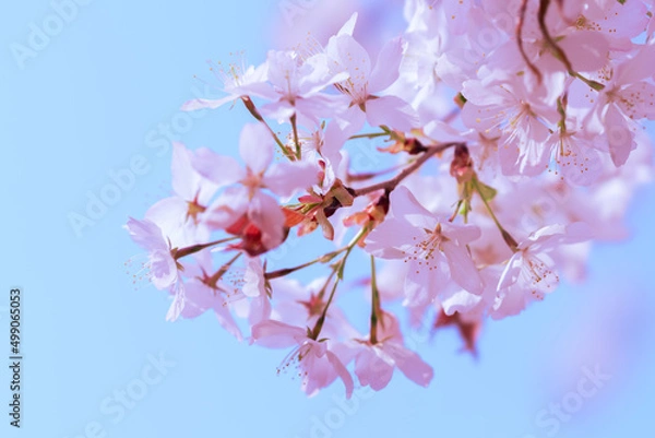 Fototapeta 벚꽃, 벚나무, Sakura, Cherry blossom