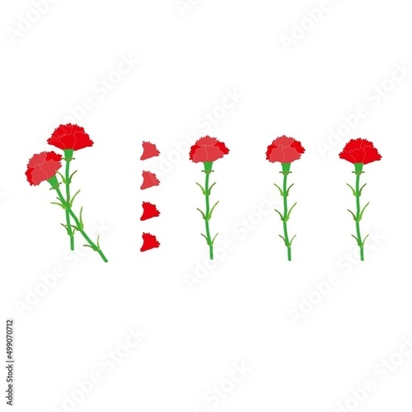 Obraz カーネーションの素材