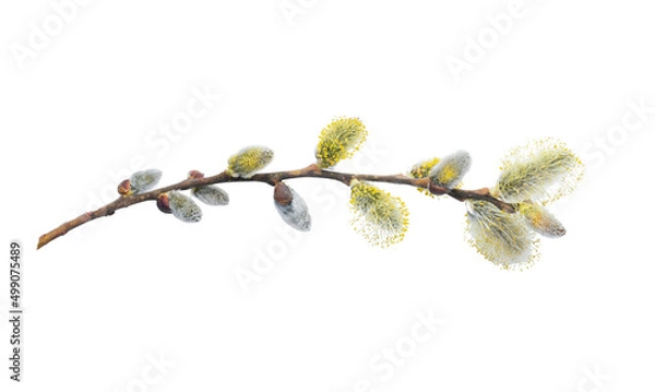 Obraz Willow branch with furry willow-catkins isolate on a white background, clipping path, no shadows. Willow twigs goat willow (Salix caprea) isolated on white background.